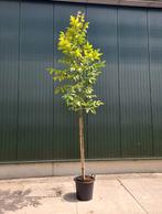 Notenboom - juglans, Tuin en Terras, Planten | Bomen, In pot, Overige soorten, 250 tot 400 cm, Ophalen of Verzenden