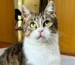 Ongelooflijk aanhankelijke Poly 1,5 jaar oud, Poes, Kortharig, 0 tot 2 jaar