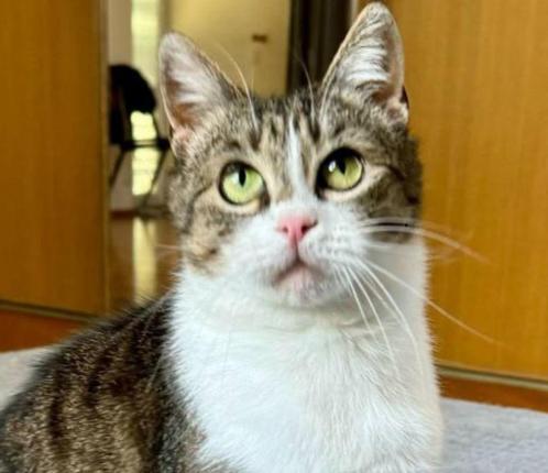 Ongelooflijk aanhankelijke Poly 1,5 jaar oud, Dieren en Toebehoren, Katten en Kittens | Overige Katten, Kortharig, Poes, 0 tot 2 jaar
