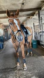 Lieve knappe oldenburg merrie, Dieren en Toebehoren, Merrie, Gechipt, Dressuurpaard, L
