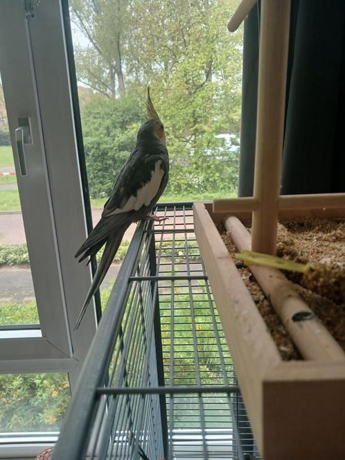 We zoeken een goed huisje voor djengo., Dieren en Toebehoren, Vogels | Parkieten en Papegaaien, Parkiet, Mannelijk, Tam