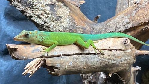 Reptielen voor beurs Houten 1 juni., Dieren en Toebehoren, Reptielen en Amfibieën