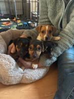 Jack Russel puppy’s, Dieren en Toebehoren, Jack Russell Terriër, CDV (hondenziekte), 8 tot 15 weken, Meerdere