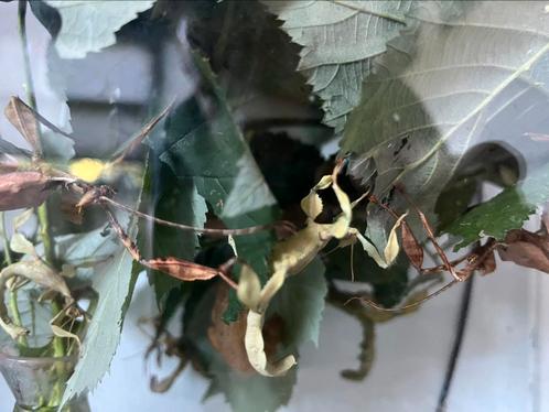 Flappentakken, Dieren en Toebehoren, Insecten en Spinnen, Wandelende tak
