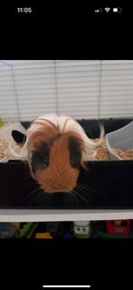 Langharig beertje, Dieren en Toebehoren, Cavia, Mannelijk, Juli, Tam