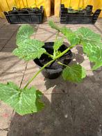 Grote courgette planten., Zomer, Ophalen of Verzenden, Volle zon