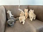 6 Britse korthaar kittens, Dieren en Toebehoren, Katten en Kittens | Raskatten | Korthaar