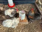 Cochin kriel haantjes, Dieren en Toebehoren, Pluimvee, Mannelijk, Kip