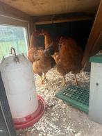 Kippen, Meerdere dieren, Kip