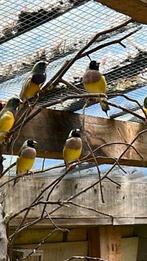 Zwart kop vrouwtjes goldamadines, Dieren en Toebehoren, Vogels | Overige Vogels, Vrouwelijk