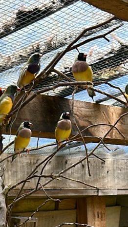 Zwart kop vrouwtjes goldamadines, Dieren en Toebehoren, Vogels | Overige Vogels, Vrouwelijk