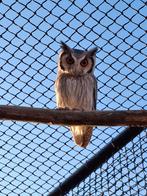 Witwang dwergooruil, Dieren en Toebehoren, Vogels | Overige Vogels, Meerdere dieren