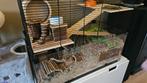 Chinese dwerghamster | lft 8 | grote kooi | van alles er bij, Dieren en Toebehoren, Knaagdieren, Hamster, Juli, Vrouwelijk, Tam