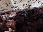 Phyllobates vittatus, Dieren en Toebehoren, Reptielen en Amfibieën, 0 tot 2 jaar