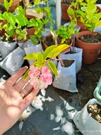 pluim Hortensia, vaste plant, Overige soorten, Volle zon, Vaste plant, Ophalen of Verzenden