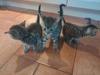 Kittens moeten nu weg, Kater, Kortharig, 0 tot 2 jaar