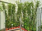 Toscaanse Jasmijn, Tuin en Terras, Planten | Tuinplanten, Ophalen, Zomer, Klimplanten, Volle zon