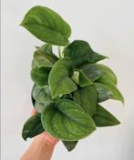 Scindapsus jade satin green hangplant kopstek, Ophalen of Verzenden, Halfschaduw, Minder dan 100 cm