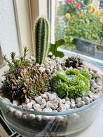 Vetplanten in glas potten, Ophalen, Cactus, Minder dan 100 cm
