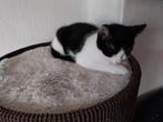 2 kittens, mannelijk, Kater