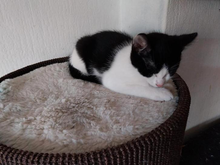 2 kittens, mannelijk, Dieren en Toebehoren, Katten en Kittens | Overige Katten, Kater