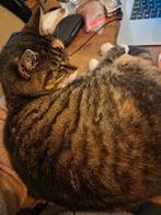 katten overig  (GERESERVEERD), Dieren en Toebehoren, Poes, Ontwormd, 6 jaar of ouder