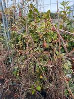 Klimhortensia wit hoog 100/120 goed vertakt top prijs 19,95, Tuin en Terras, Planten | Tuinplanten, Ophalen, Vaste plant, Halfschaduw