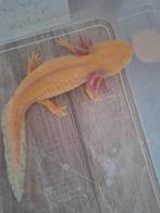 Axolotl Golden Albino (nog 6 stuks!), Dieren en Toebehoren, Reptielen en Amfibieën, Amfibie, 0 tot 2 jaar