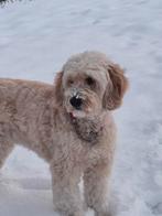 Honden oppas gevraagd voor periode van 9-8 t/m 25-8-2026, CDV (hondenziekte), Teef, Eén hond, Nederland