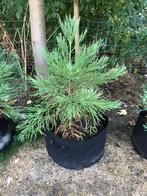 Mammoetboom - Sequoiadendron giganteum, Vaste plant, Ophalen of Verzenden, Overige soorten, Bloeit niet