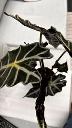 Alocasia Polly, Huis en Inrichting, Kamerplanten, Ophalen, Overige soorten, Minder dan 100 cm