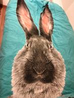 Leuk 1 persoons dekbedovertrek, Ophalen of Verzenden, Gebruikt, Eenpersoons, Dekbedovertrek