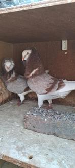 Te koop sierduiven Oudhollands kapucijnen duiven, Dieren en Toebehoren, Vogels | Duiven, Meerdere dieren, Overige soorten