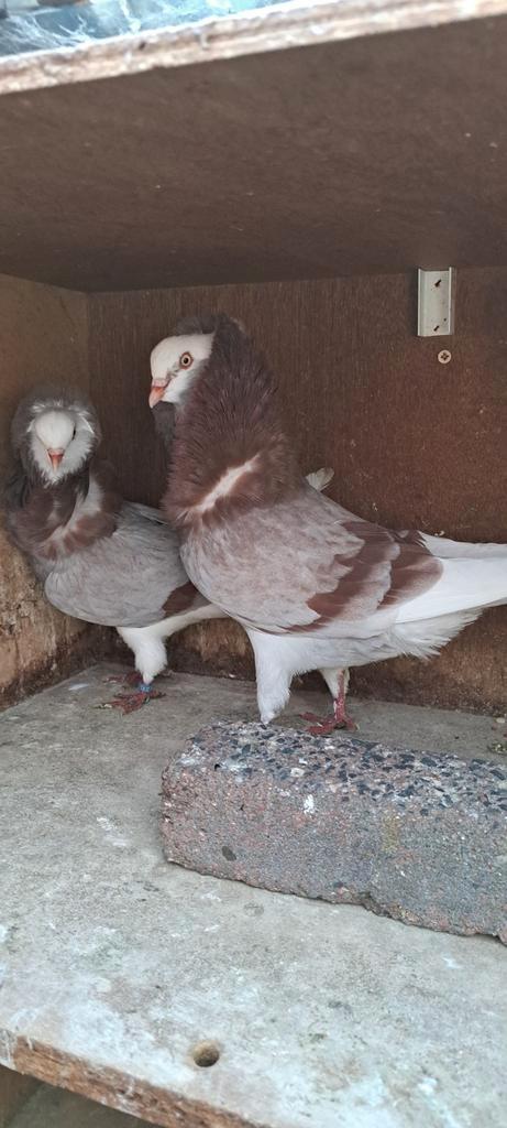 Te koop sierduiven Oudhollands kapucijnen duiven, Dieren en Toebehoren, Vogels | Duiven, Overige soorten, Meerdere dieren