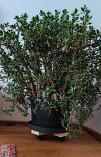 Jade plant of geldplant, Huis en Inrichting, Ophalen, Vetplant, 100 tot 150 cm, Halfschaduw