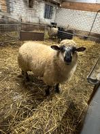 Zware ramlam, Mannelijk, Schaap