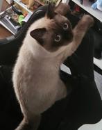 Kat Filip vermist/gestolen Berghem, Dieren en Toebehoren, Kat