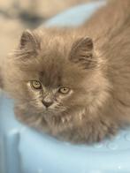 Brits kort-langhaar kitten, Dieren en Toebehoren, Katten en Kittens | Overige Katten, Kortharig, 0 tot 2 jaar