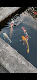 Wegens stoppen hobby nog 4 prachtige Japanse Koi, Dieren en Toebehoren, Vissen | Vijvervissen, Karper of Koi