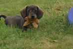 Teckel pups mooie kleuren, Rabiës (hondsdolheid), 15 weken tot 1 jaar, Dwerg, Meerdere