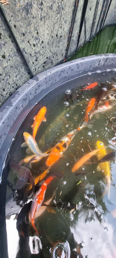 Vijver vissen kois zeelt steur windes goudvis, Dieren en Toebehoren, Vissen | Vijvervissen, Overige soorten