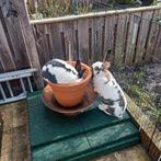 Vlaamse reus x Lotharingen, Dieren en Toebehoren, Vrouwelijk, Groot