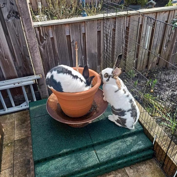 Vlaamse reus x Lotharingen, Dieren en Toebehoren, Konijnen, Groot, Vrouwelijk