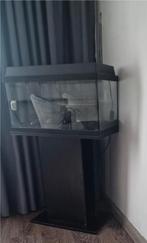 Aquarium 6030 met kast 67cm en accessoires, Dieren en Toebehoren, Ophalen, Gebruikt, Grind, Zand of Voedingsbodem