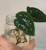 Scindapsus Pictus stekje in water, Huis en Inrichting, Kamerplanten, Groene kamerplant, Ophalen, Halfschaduw, Minder dan 100 cm