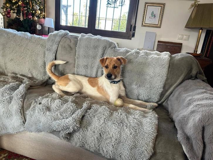 HzH-LITA,  leuk jong dametje zoekt warm thuis, Dieren en Toebehoren, Honden | Niet-rashonden, Middel, Teef, Particulier, Eén hond