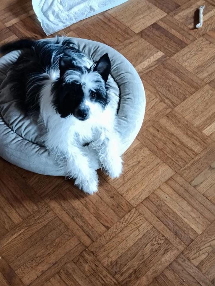 De Chinese powder puff pups te koop., Dieren en Toebehoren, Honden | Chihuahua's en Gezelschapshonden, Meerdere dieren, Overige rassen