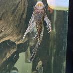 Ancistrus Longfin (kneusjes), Dieren en Toebehoren, Vis