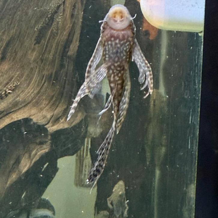 Ancistrus Longfin (kneusjes), Dieren en Toebehoren, Vissen | Aquariumvissen, Vis