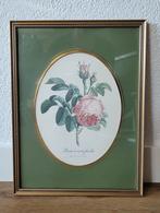 Vintage botanische bloemen litho 'Rosier a cent feuilles', Antiek en Kunst, Kunst | Litho's en Zeefdrukken, Ophalen of Verzenden